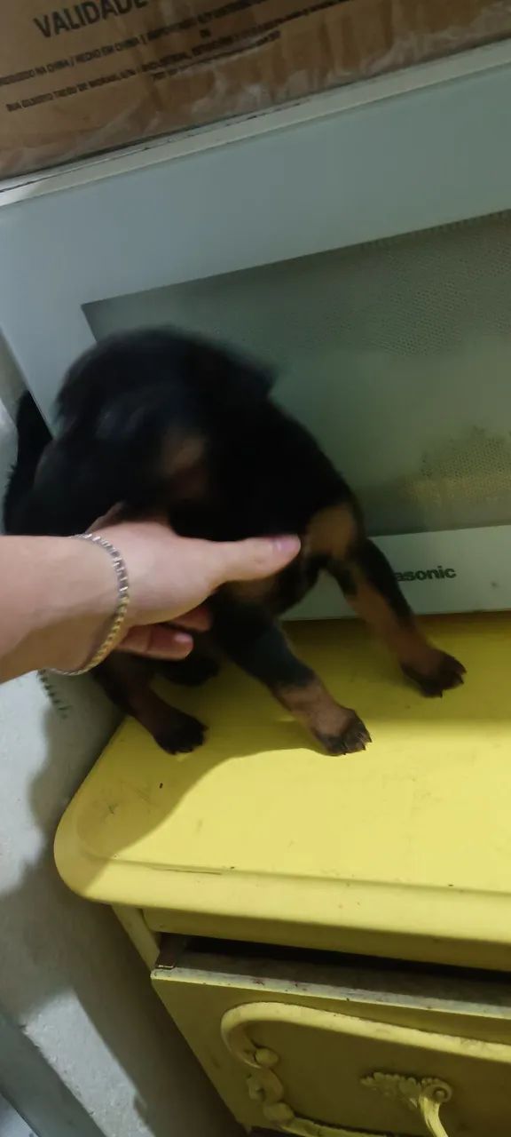 Doa-se filhotes de 40 dias - Foto 4