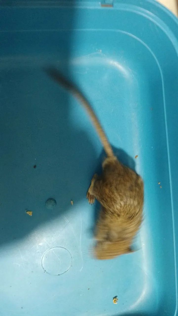 Gerbil - Foto 4