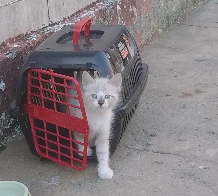 Gatinhos de 3 meses para adoção  - Foto 5