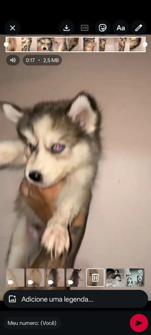 Husky Siberiano - Foto 2