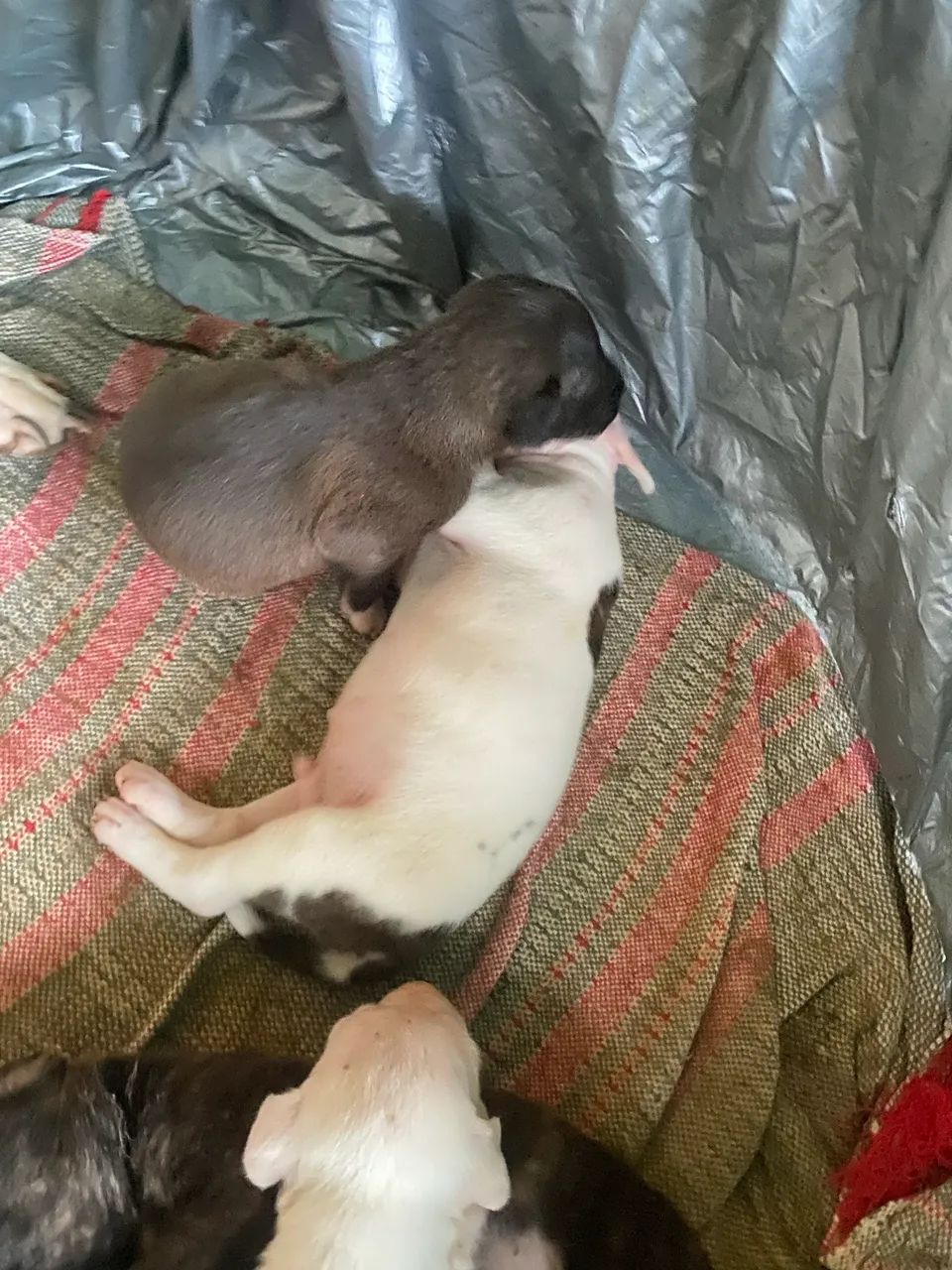Vende-se pitbull puro  - Foto 2