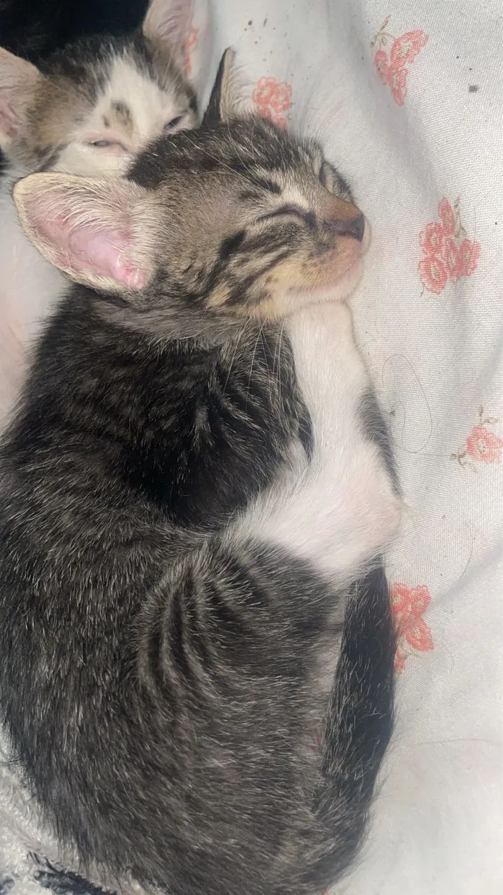 Gato para doação  - Foto 3