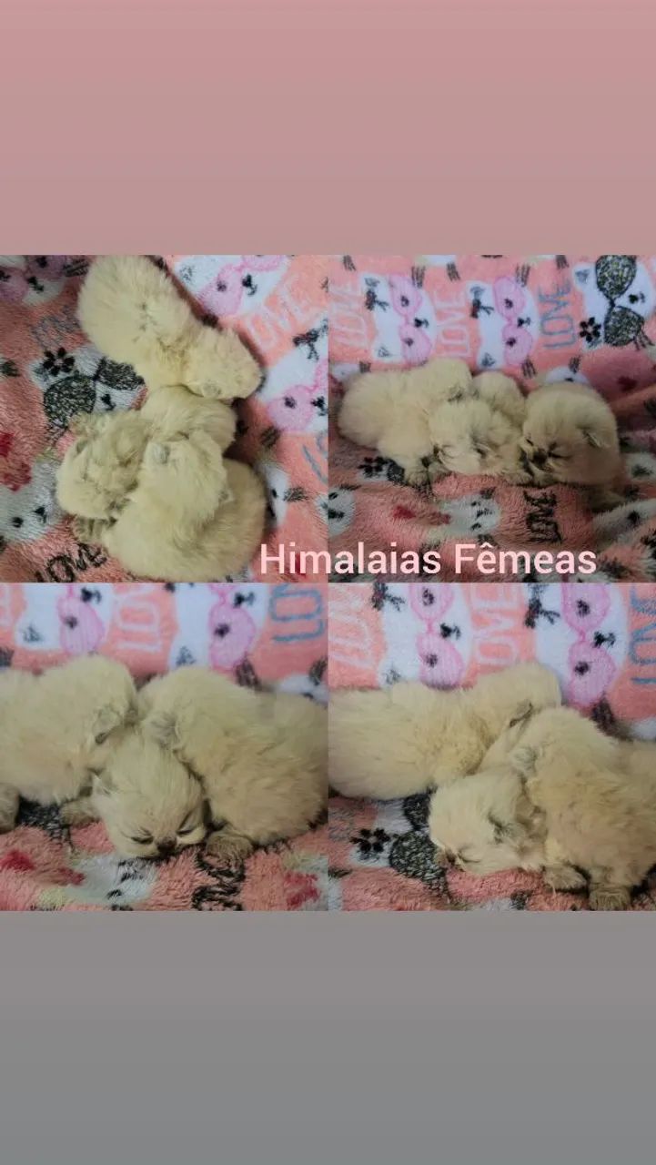 Persas e Himalaios Filhotes  - Gatil BSB Cat  - Foto 3