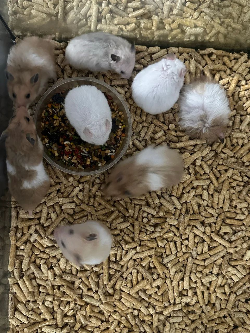 Hamsters  - Foto 2