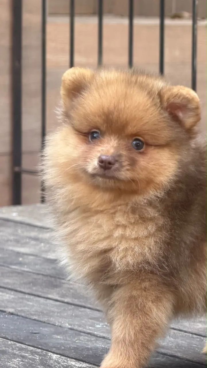 Spitz Alemão Choco Merle 
