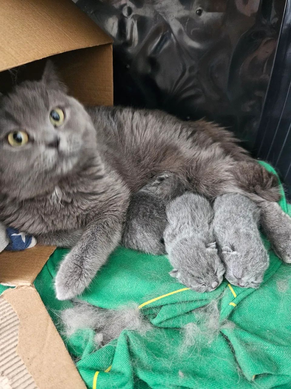 Filhotes de gato British shorthair  - Foto 6