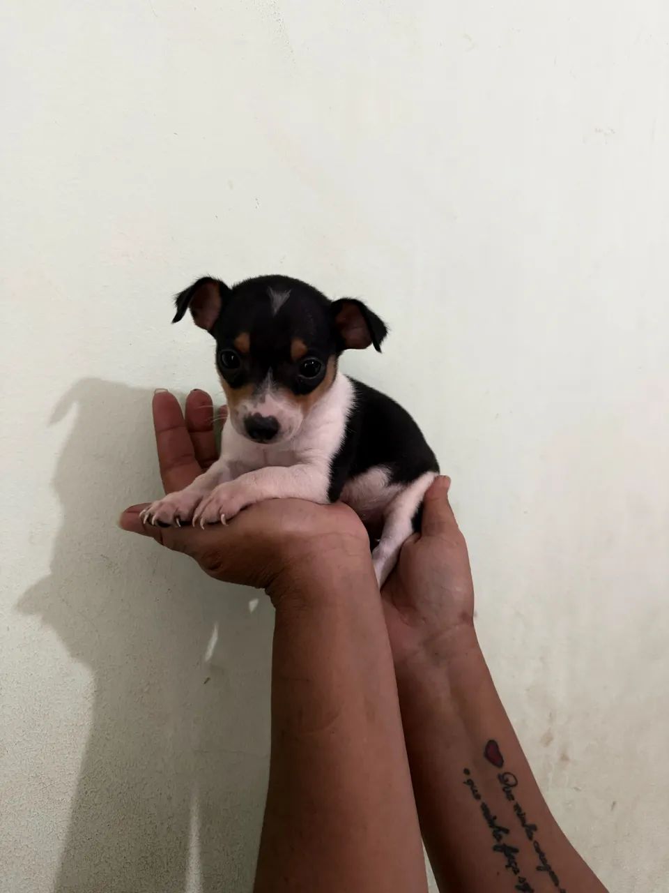 Bonequinho 