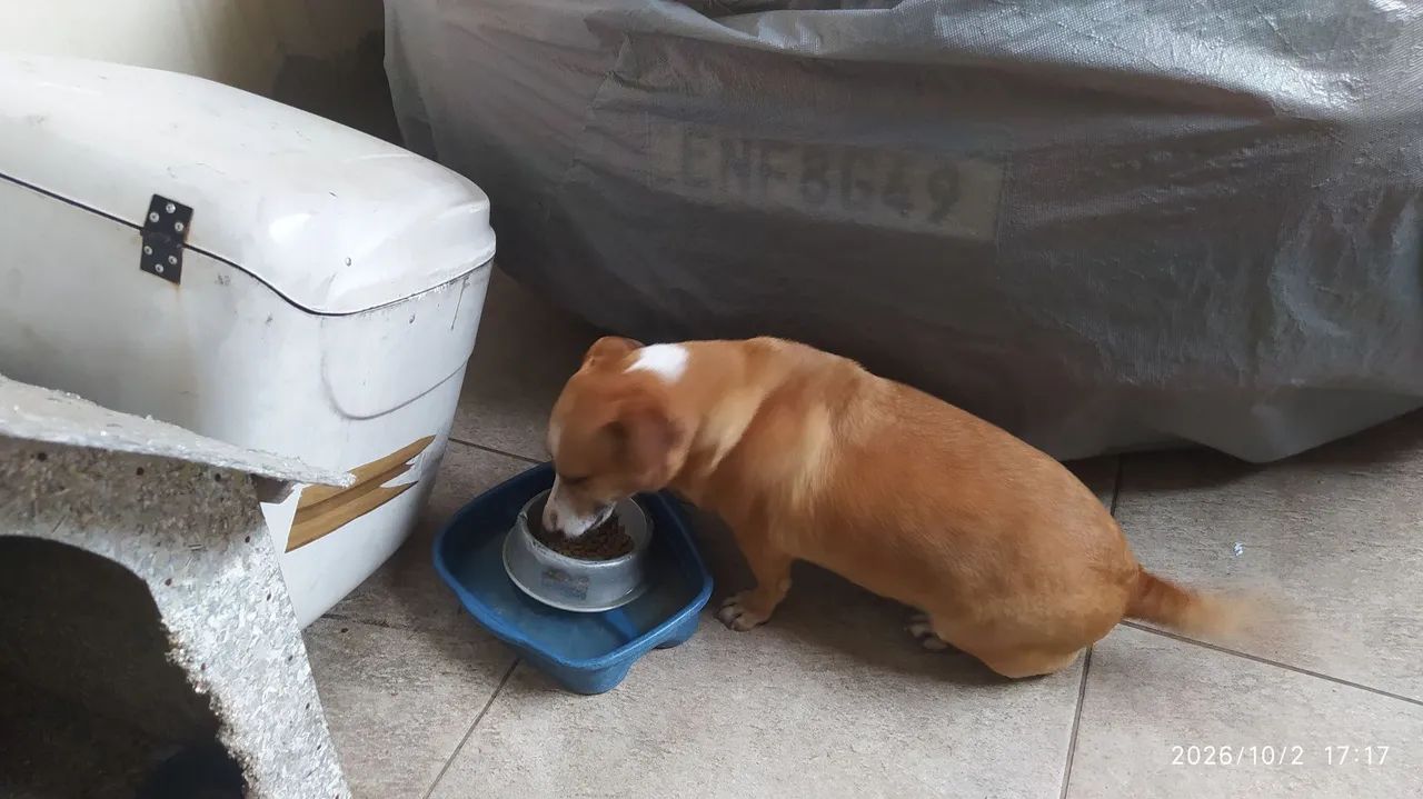 Cachorro para doar  - Foto 5