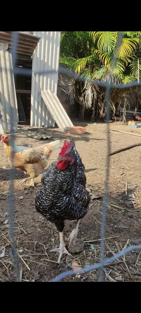 Frango carijó  - Foto 4
