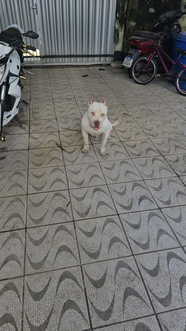 Doação de pitmonster - Foto 2