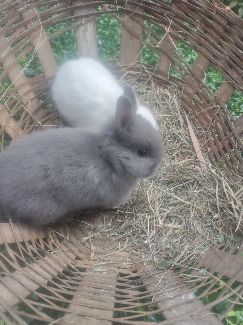 Coelhos  - Foto 5