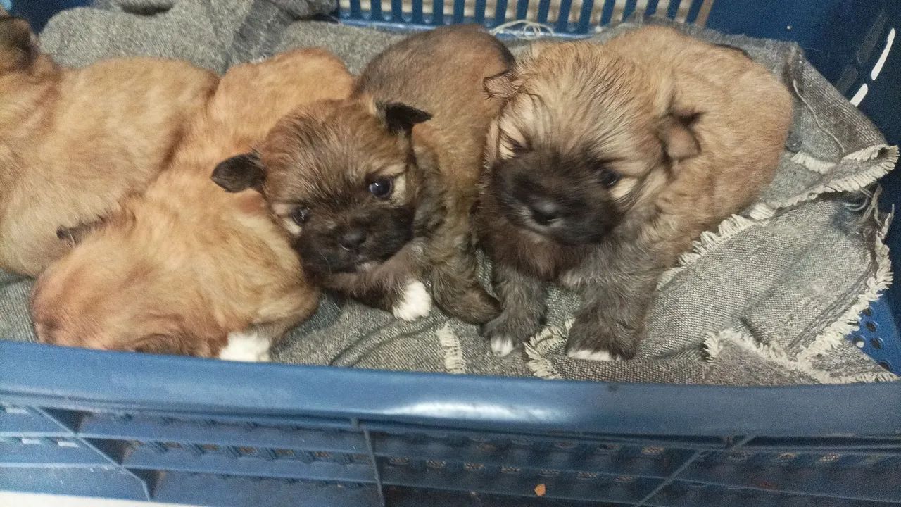LINDOS FILHOTES DISPONÍVEIS 