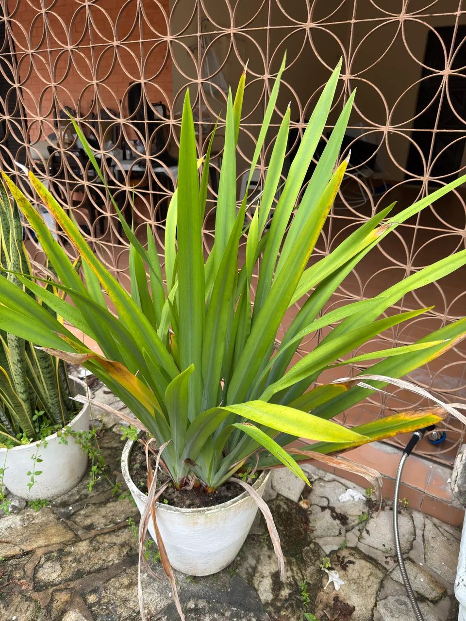 Plantas variadas com vaso incluso !  - Foto 3