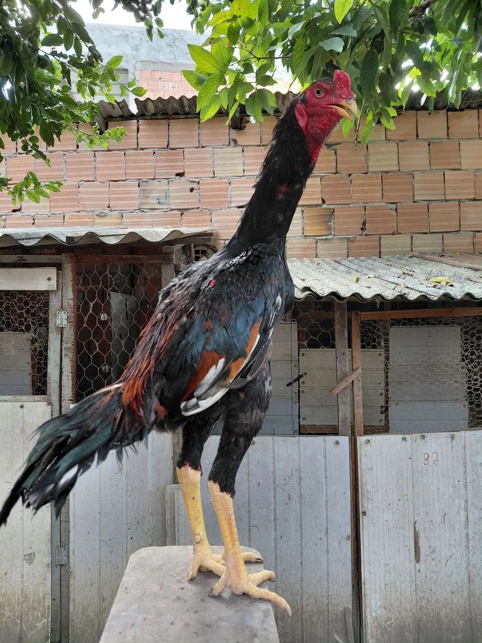 Frango shamo  - Foto 2