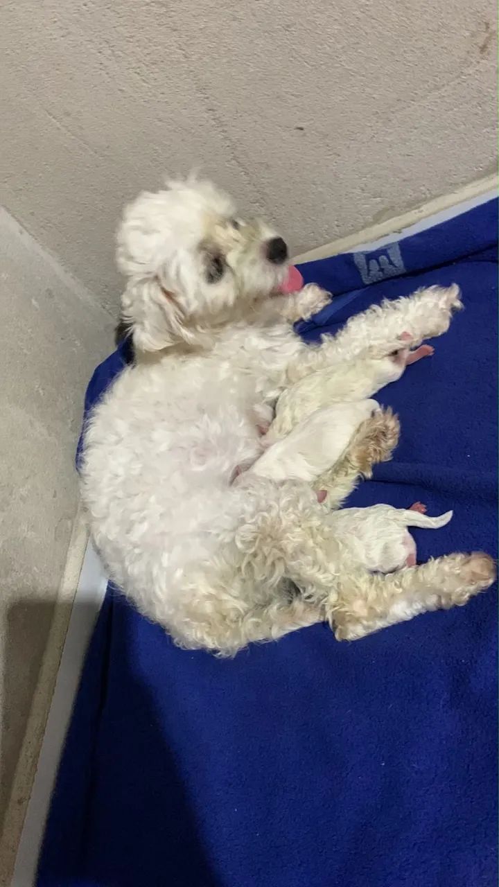 Cachorro