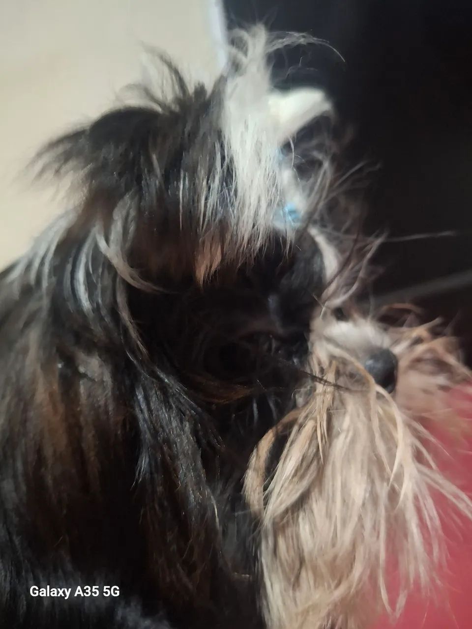 Filhote Schitzu MINI - Foto 4