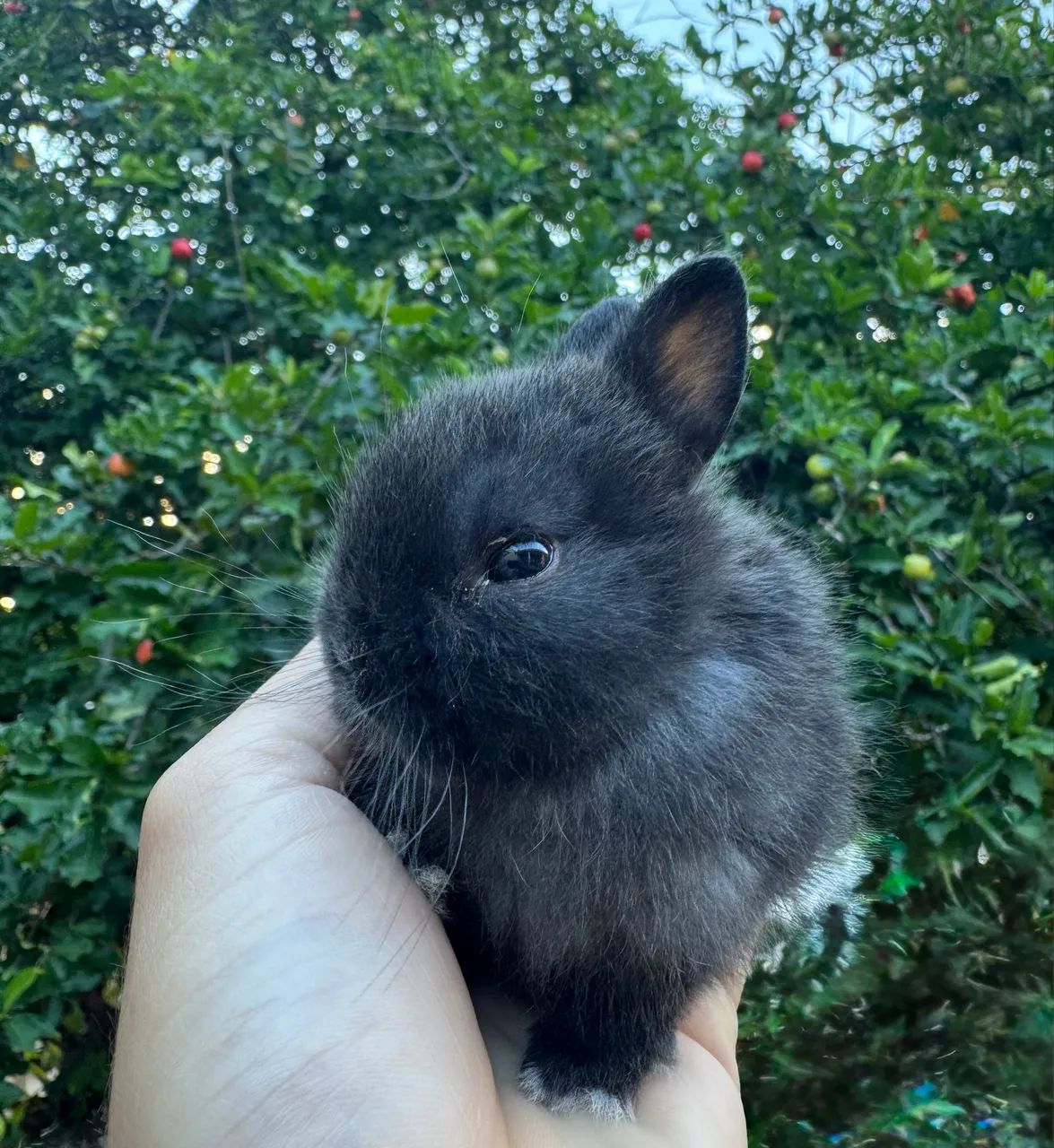 Coelho anao netherland dwarf  - Foto 2