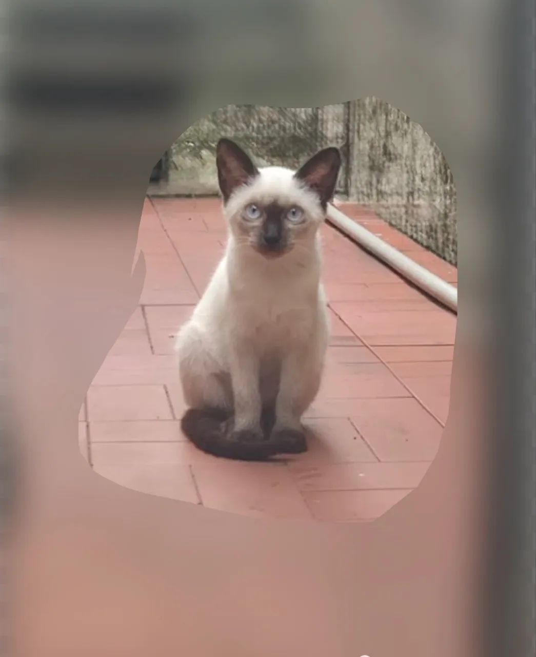 gatinha para adoção responsável 
