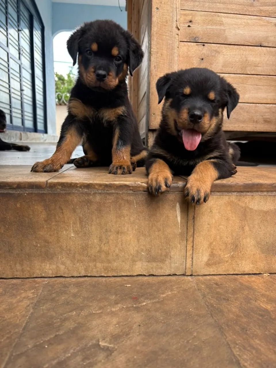 ROTTWEILER PURO  - Foto 3