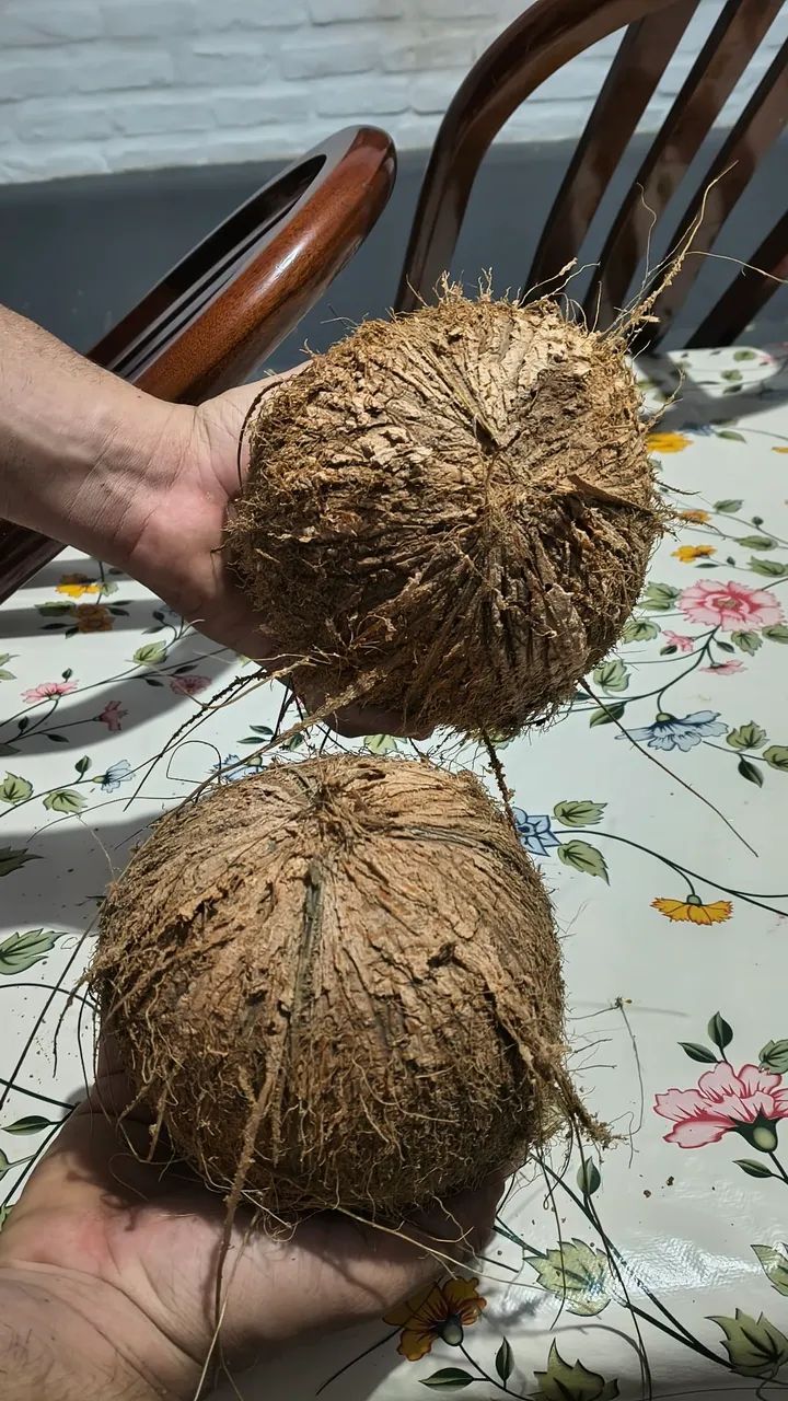 Coco seco e verde.