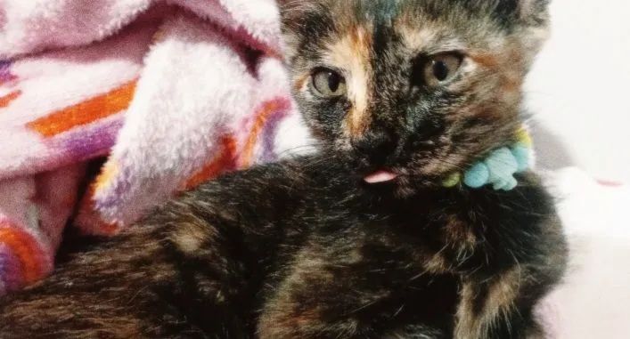 gata para adoção  - Foto 5