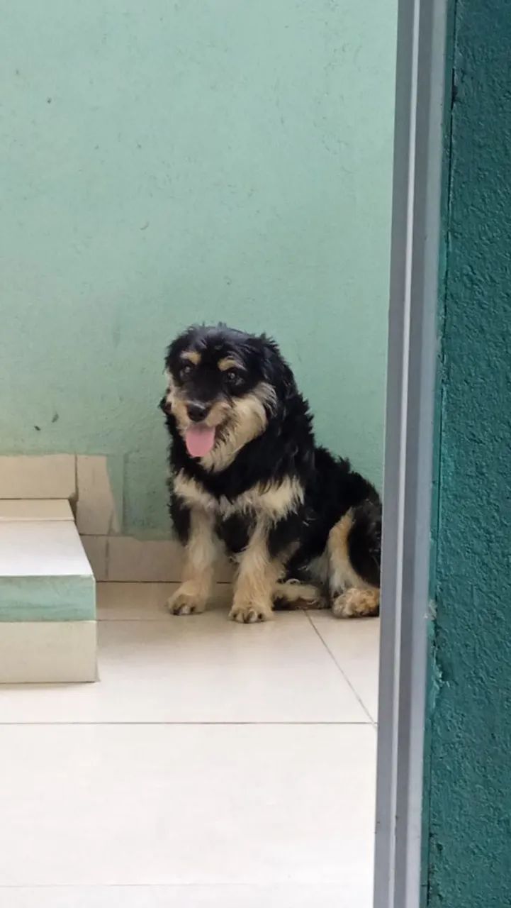 Doação de filhote