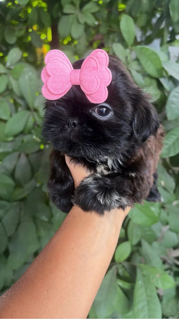 Shih tzu - Foto 3