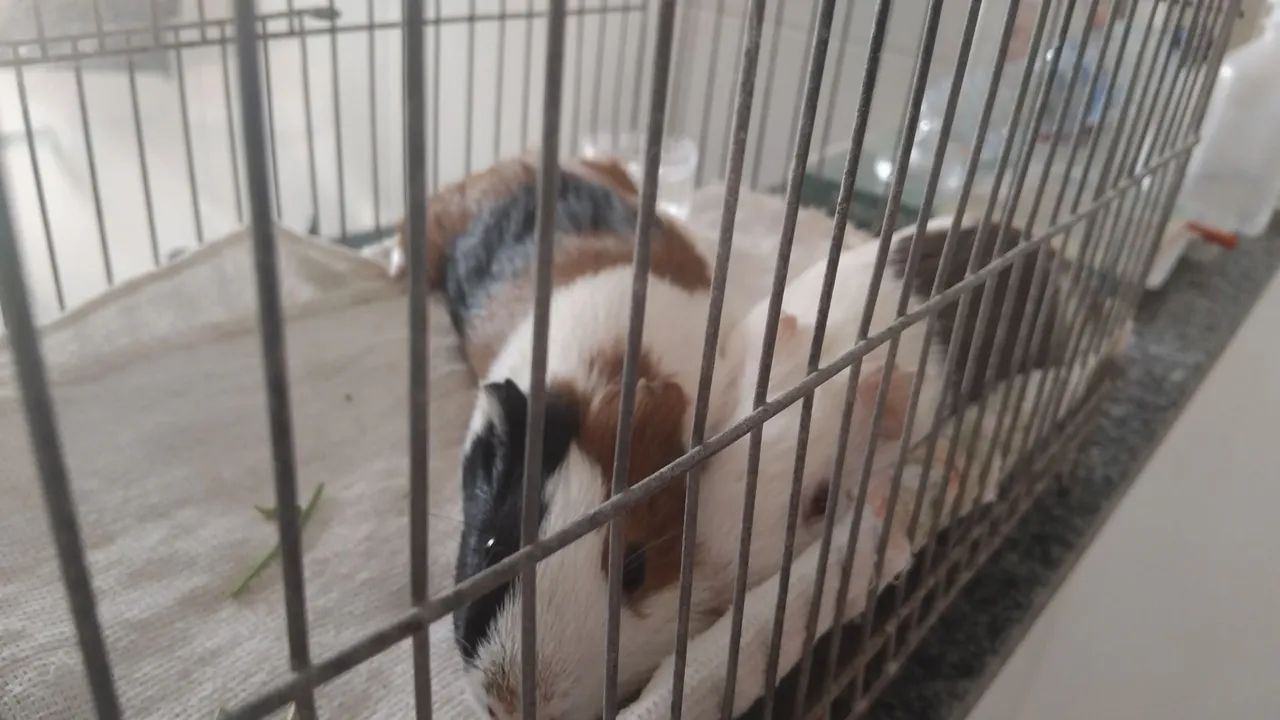 Porquinhos da Índia  - Foto 2