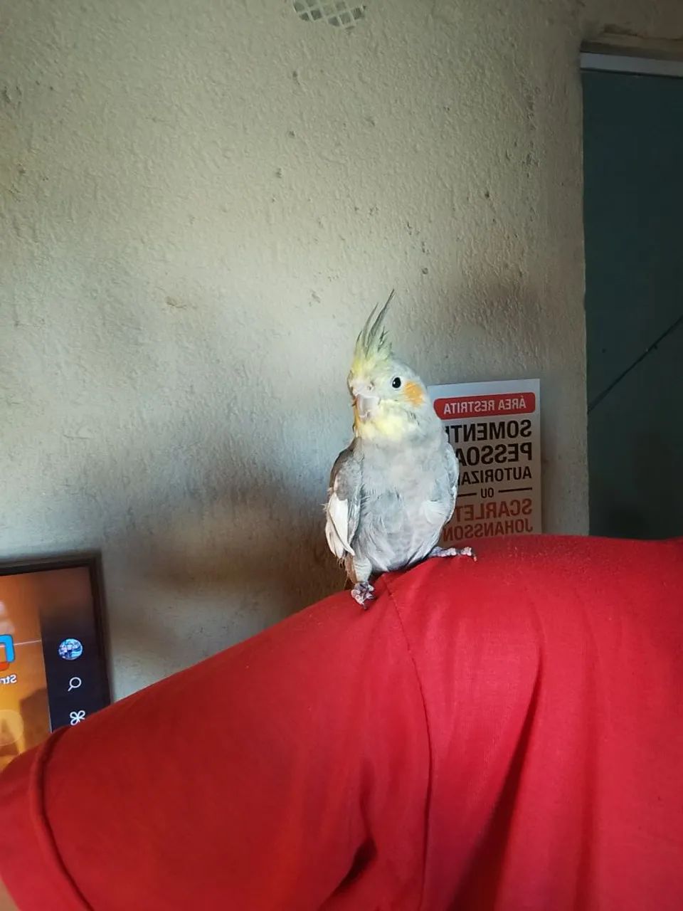 Pet - Foto 2
