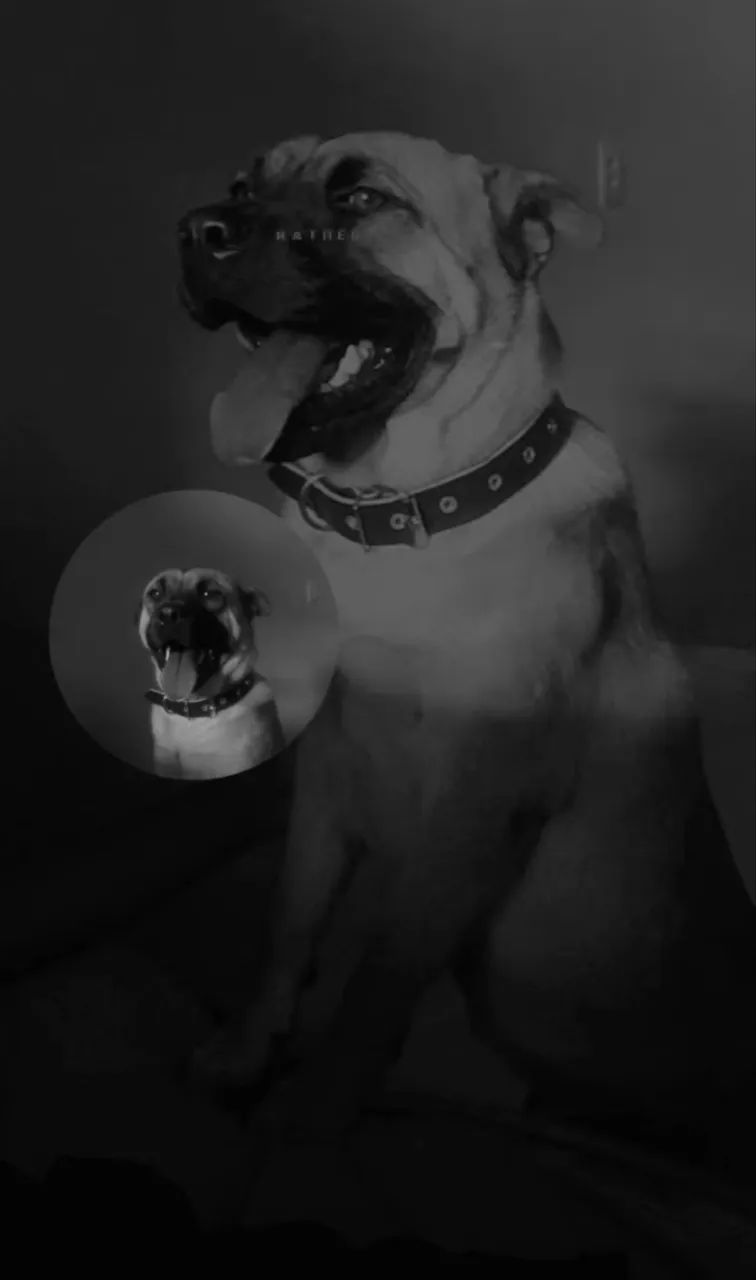 Cão pra Adoção  - Foto 2