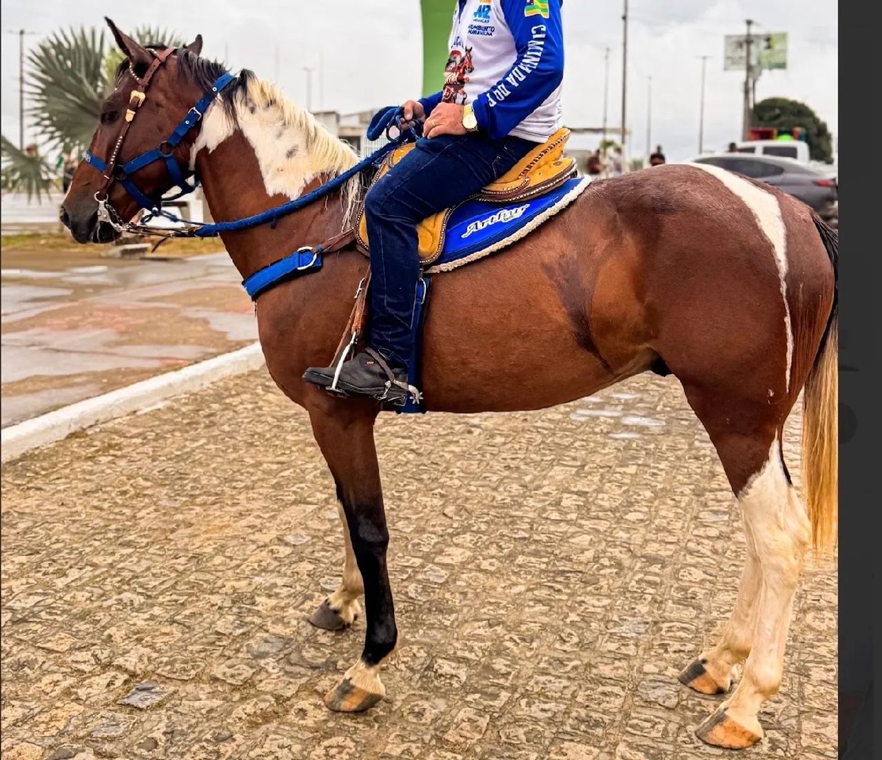 Cavalo - Foto 4