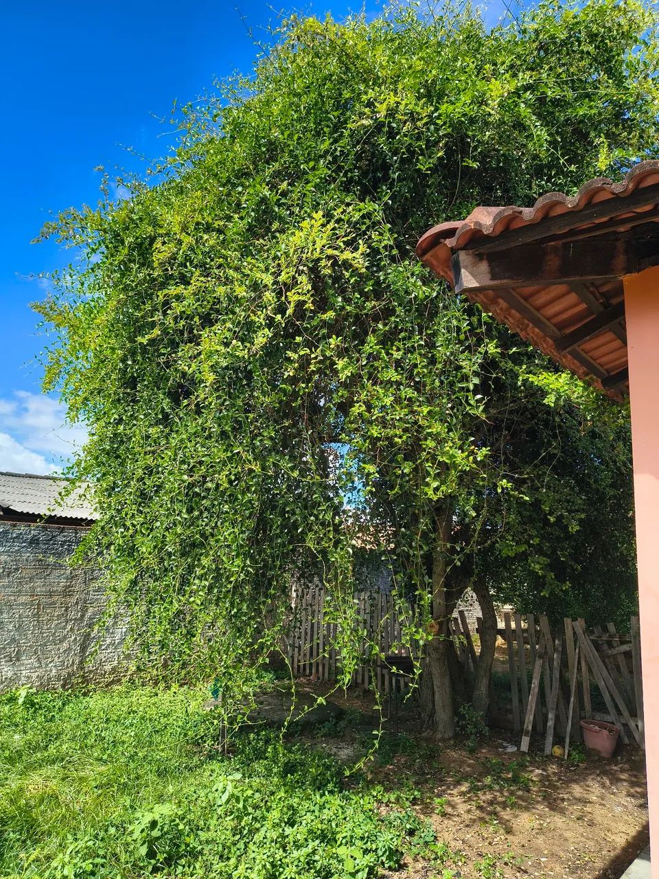 Limpeza de terreno , poda de árvore trabalho de jardinagem  - Foto 5