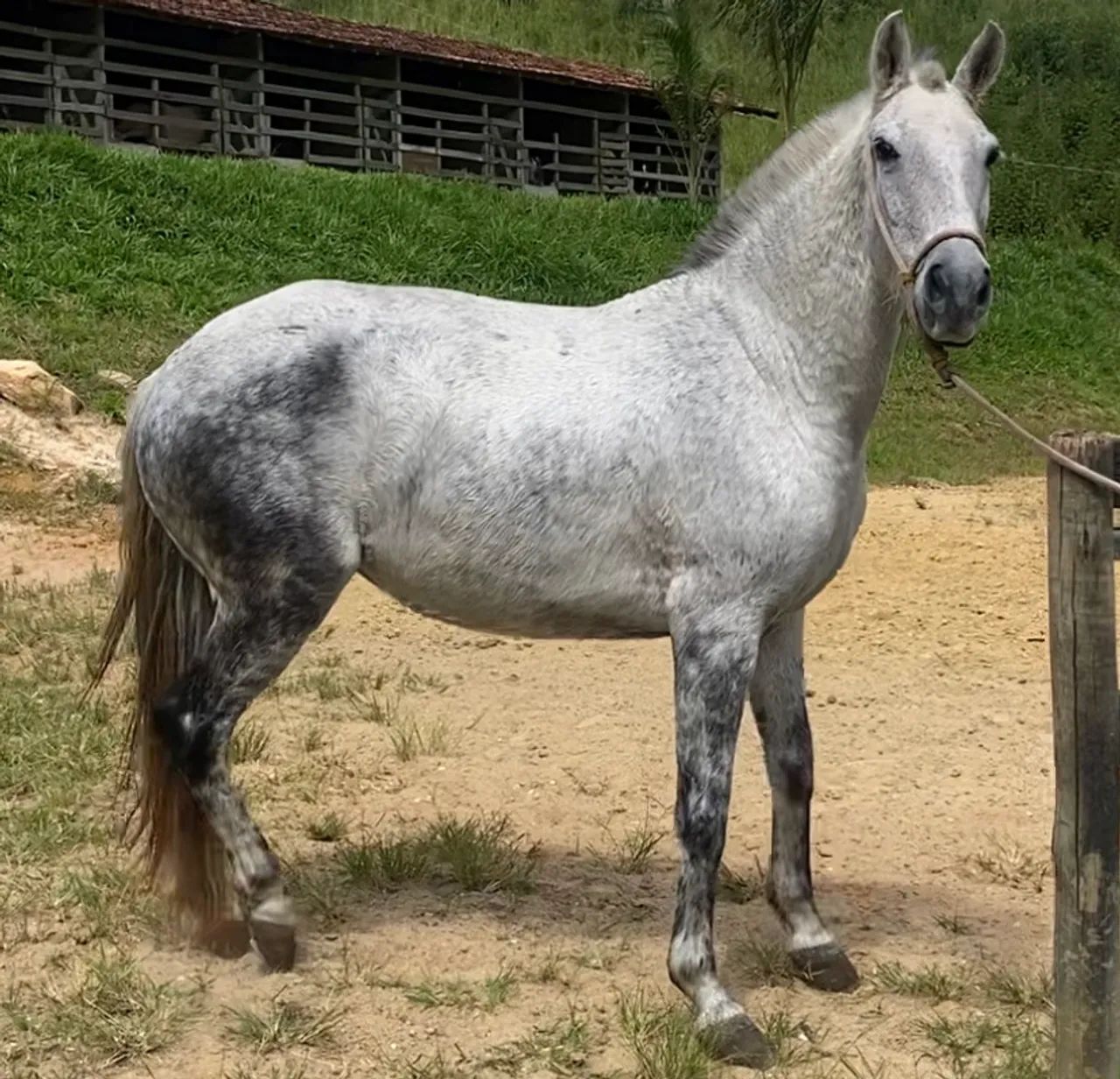Égua MM Sem Registro + Prenhez Confirmada  - Foto 5