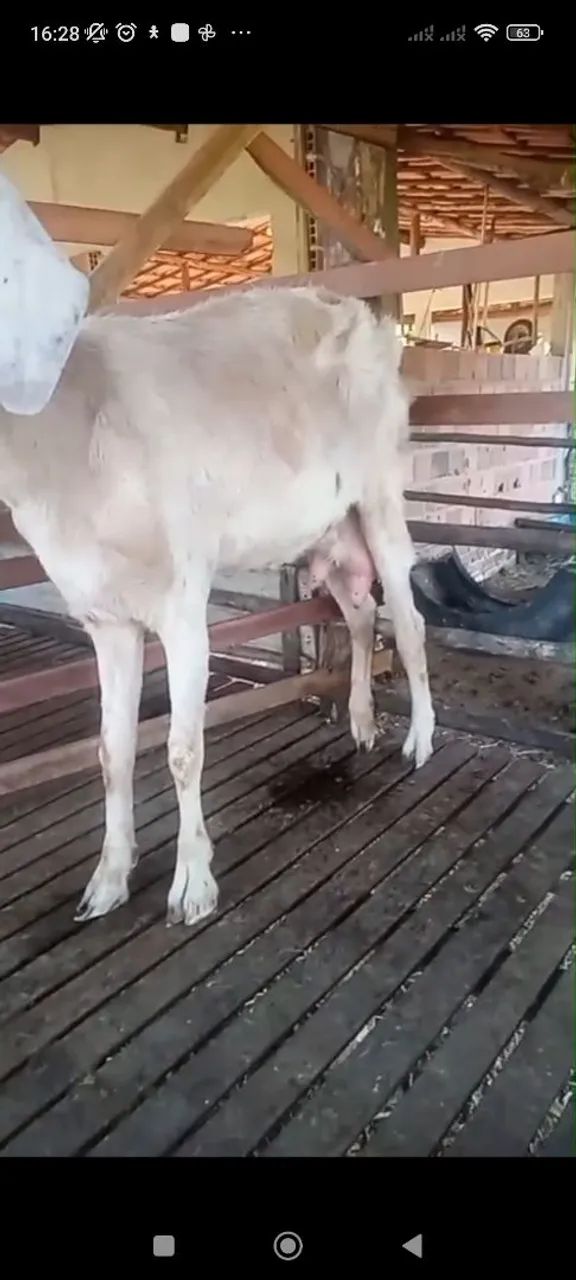 Cabras  - Foto 2