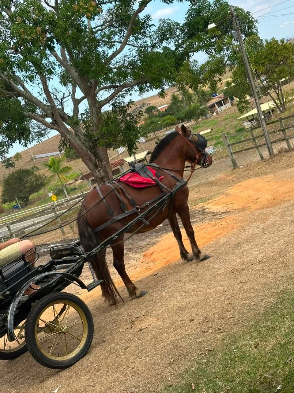 Piquira de charrete e sela - Foto 2