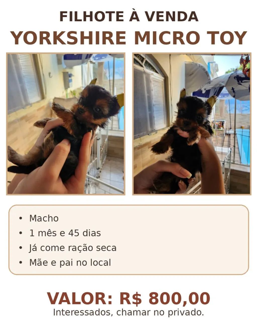 Yorkshire micro - Foto 2