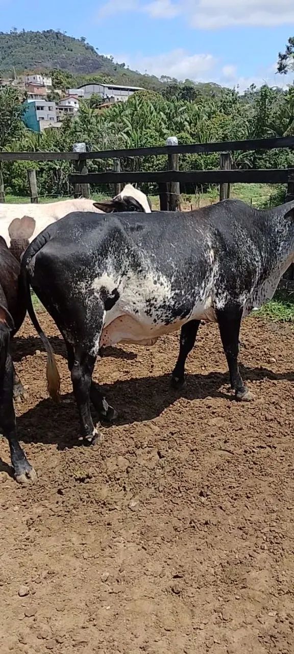 Vaca e novilhas leiteiras  - Foto 2