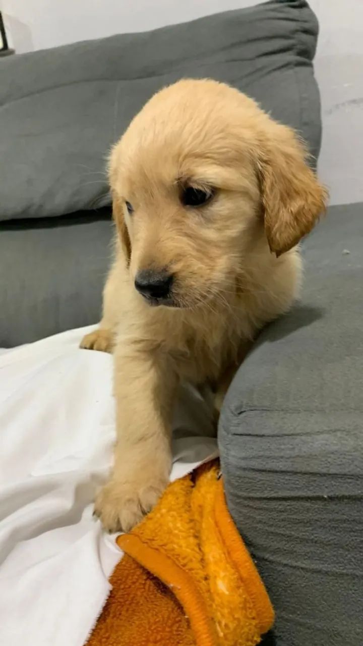 Golden Retriever