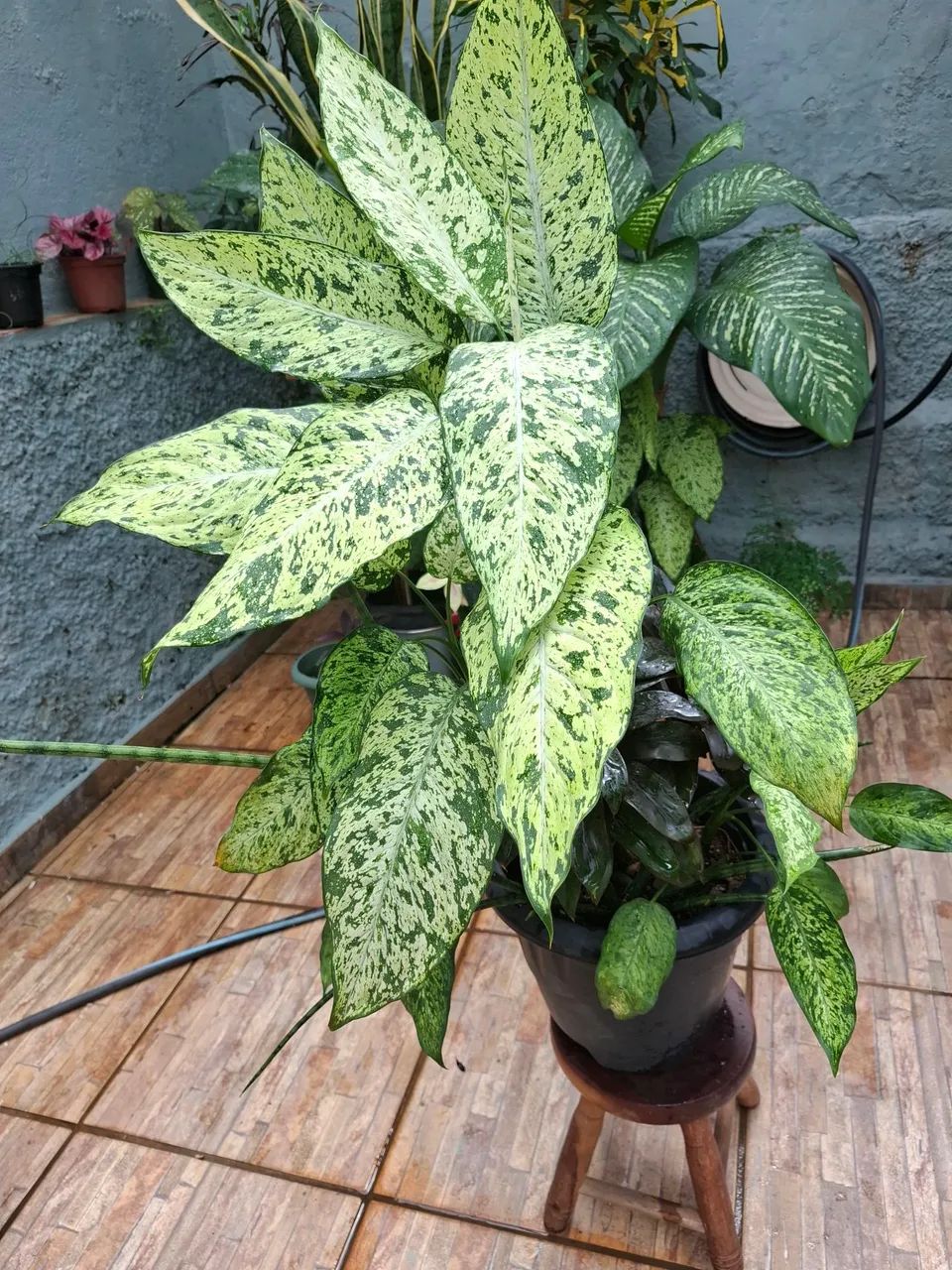 Plantas  - Foto 2