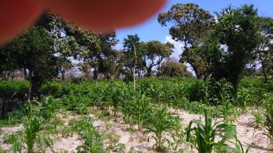Fazenda em Itarema 386 hectares plantados de cajueiros,lagoa,poço,rio na extrema - Foto 5
