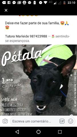 Adoção de uma diva Cadela