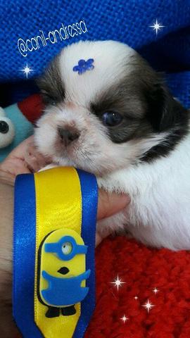 Filhotes de shih tzu