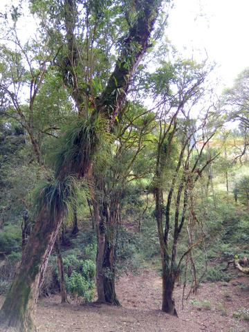 Chácara em São José dos Pinhais - Foto 13