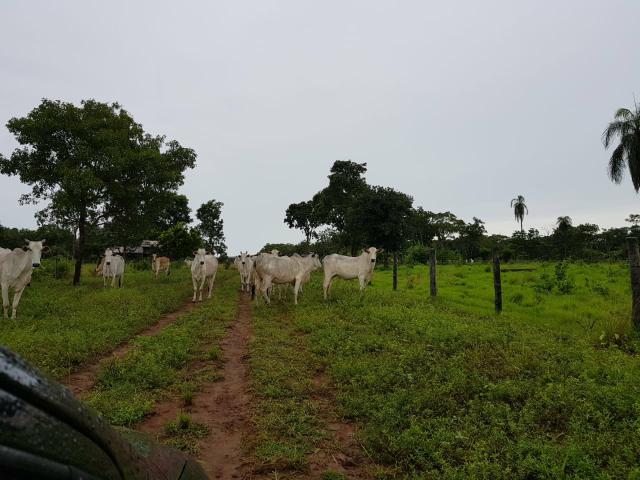 Fazenda c/ 357 alqueires em Porto Esperidião - Foto 13