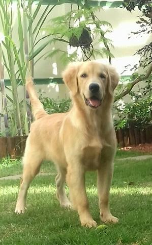 Golden Retriever - Foto 6