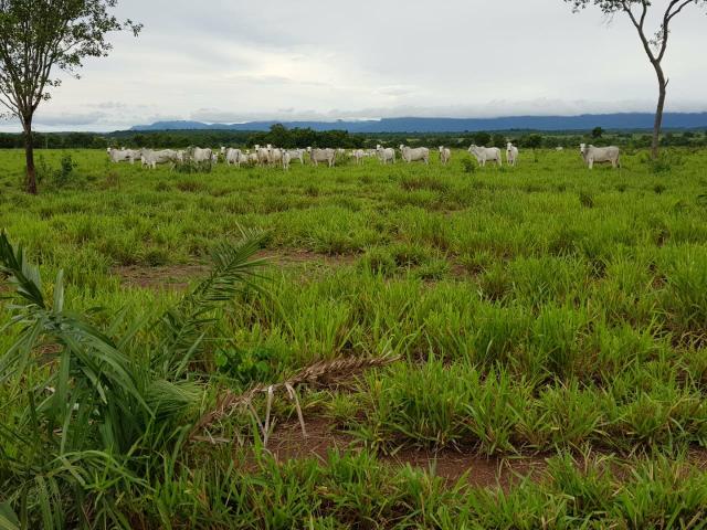 Fazenda c/ 357 alqueires em Porto Esperidião - Foto 14