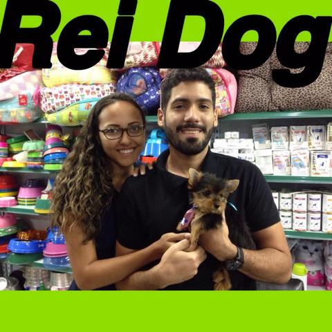 Yorkshire rei dog super pequenos com pedigree em 12x