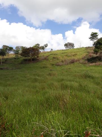 Vendo uma das melhores propriedade união dos Palmares - Foto 2