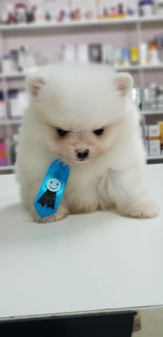 Spitz Branco Puro MAcho - Foto 2