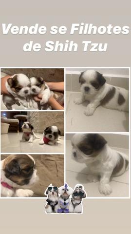 Vende se Filhotes de Shih Tzu